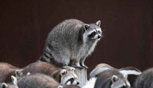 不貞 裁判 和解で迷ったら｜和解のメリット・デメリットと判断基準を弁護士が解説